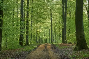 Beech Tree Landscape Photo Prints: Path, Forest, Beech, Morning, Spring