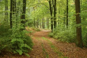 Spessart Forest Landscape Photo Prints: Path, forest, deciduous forest