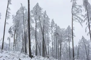 Deserted Woods Germany Prints: Very sparse forest due to tree dieback