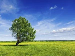 Single Tree In Meadow Prints: Spring summer background