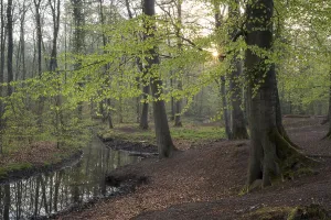 European Beech Tree Forests Prints: Stream and beech forest in spring