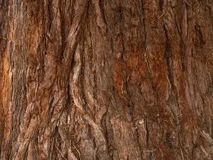 Sequoia Tree Bark Prints: Bark from a sequoia tree (Sequoioidea)