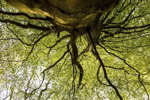 Central Europe Forests Prints: Beech in deciduous forest, Odderade
