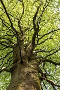 No People Forest Landscape Prints: Beech in deciduous forest, Odderade