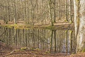Nature Reflection Photography Prints: Beech forest reflection