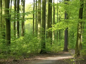 Springtime Foliage Prints: Beech forest in spring
