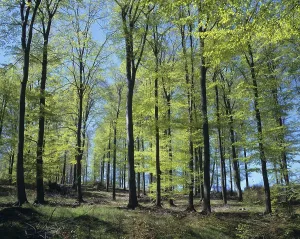 Wooded Scenery Prints: Beech forest in spring