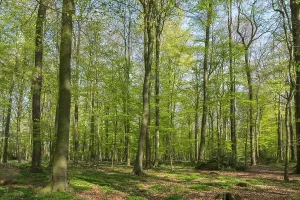 Wildflower In Germany Prints: Beech forest in spring
