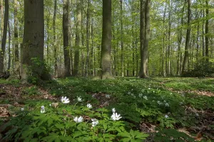 Fagaceae Family Trees Prints: Beech forest in spring