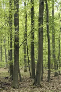 Travel Photography Springtime Prints: Beech forest in spring