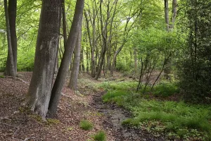 Springtime In North Rhine Westphalia Prints: Beech forest in spring, Bottrop