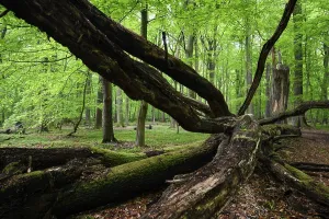 Uninhabited Beech Tree Forest Prints: Beech forest in spring, dead tree
