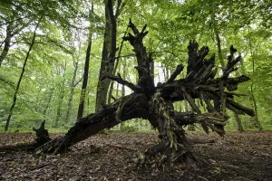 Beech Tree Forest Europe Prints: Beech forest in spring, root, Bottrop