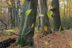 Deciduous Tree Trunks Prints: Beech forest, tree trunks, beech trunks