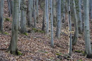Wooded Scenery Photography Prints: Beech forest, view of beech tree trunks