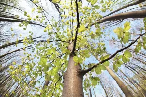 Empty Woods Landscape Photo Prints: Beech tree in spring forest via wide angle