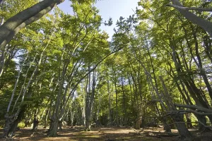 Common Beech Trees Prints: Beech trees with pollarded beech in Epping Forest