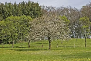 North Rhine Westphalia Prints: Cherry tree, fruit tree