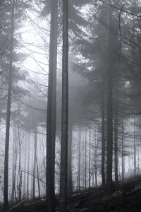 Deserted Winter Forest Prints: Cloud forest
