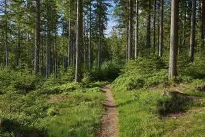 No People In The Woods Germany Prints: Coniferous forest, path, spring