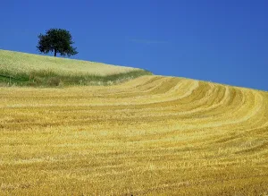 Farmland Cultivation Prints: Cornfield with tree