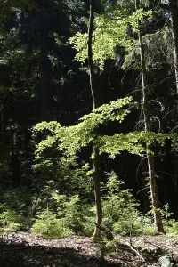 Deciduous Forest Print - Dense Canopy