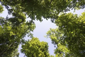 Low Angle View Of Trees Prints: Deciduous forest, deciduous trees