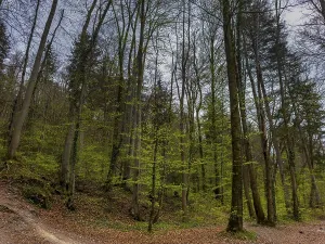 Countryside Landscapes Prints: Deciduous forest in spring
