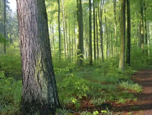 German Forest Prints: Deciduous forest in spring