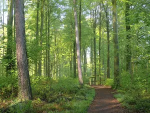 Deserted Forest Track Germany Prints: Deciduous forest in spring