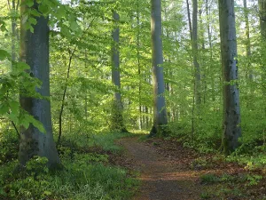 German Forest Prints: Deciduous forest in spring