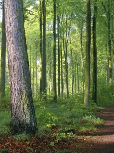 German Forest Prints: Deciduous forest in spring