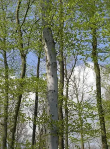 Wooded Scenery Prints: Deciduous forest in spring