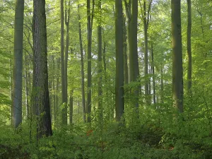 German Forests Prints: Deciduous forest in spring