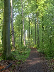 Deciduous Forest Spring Prints: Deciduous forest in spring
