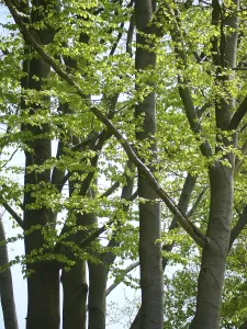 Beautiful Countryside Prints: Deciduous forest in spring, beech forest in spring
