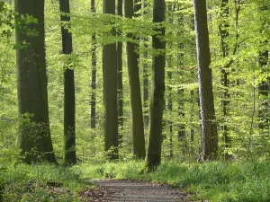Travel Photography Forest Scenes Prints: Deciduous forest in spring, beech forest in spring