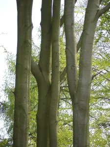 Wooded Scenery Prints: Deciduous forest in spring, beech forest in spring