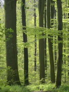 Woodland Landscape Prints: Deciduous forest in spring, beech forest in spring