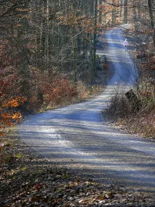 Forest Trail Photography Prints: Deciduous forest in winter, forest path