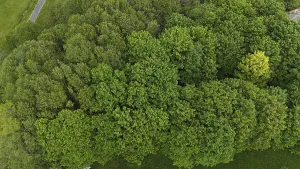 Forested Landscape Photo Prints: Default