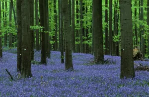 Benelux Countryside Prints: (Endymion nonscriptus) (Scilla non-scripta)