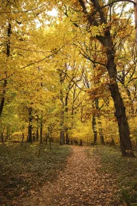 Orange Autumn Colors Prints: Fall forest and path way between the trees