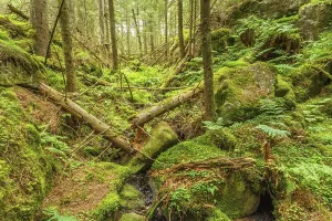 Moss Covered Rock Formations Prints: Falling trees in a ravine in an old forest