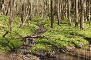 Uninhabited Wetland Biotope Prints: Floodplain forest