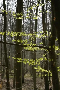 Springtime Forest Landscape Prints: Forest