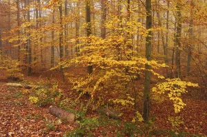 German Forests Prints: Forest in autumn