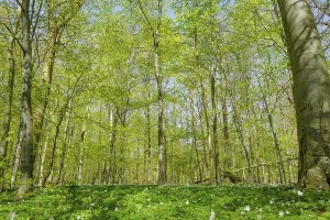 Fagales Family Trees Prints: Forest with beech trees in the springtime
