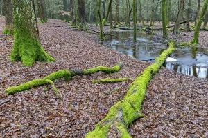 Forest Brook in a Mixed Forest Print, Schierenwald, Germany