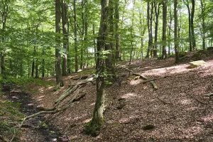 European Beech Landscape Prints: Forest with copper beeches, Soderasen